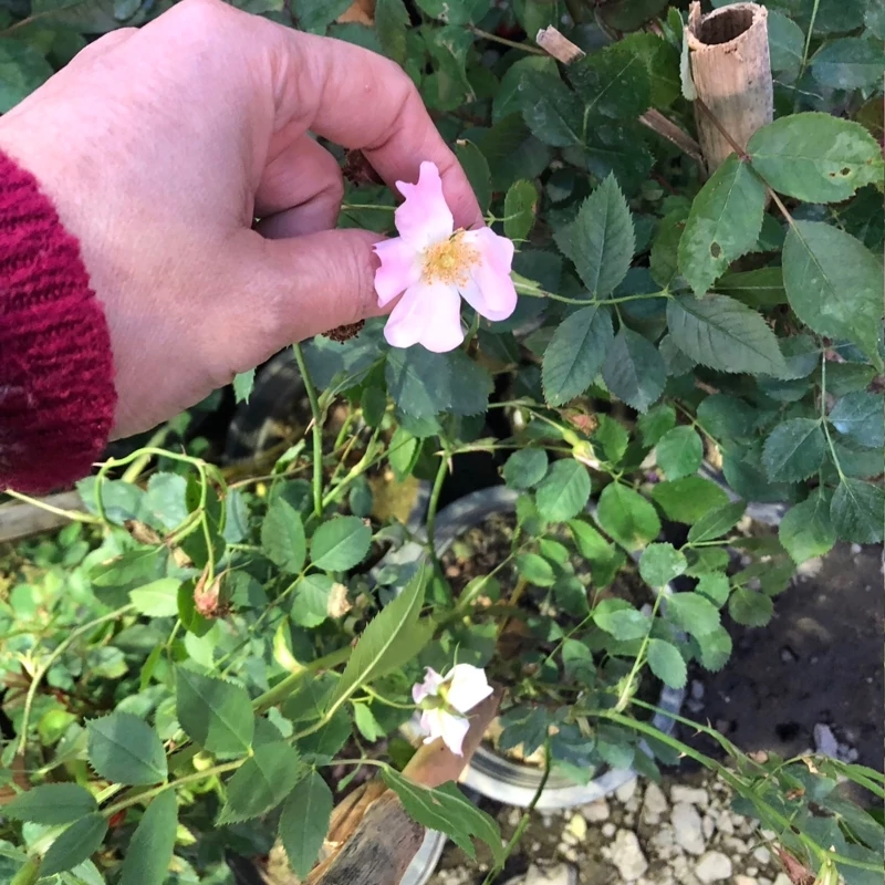 نهال گل رز فرانسوی