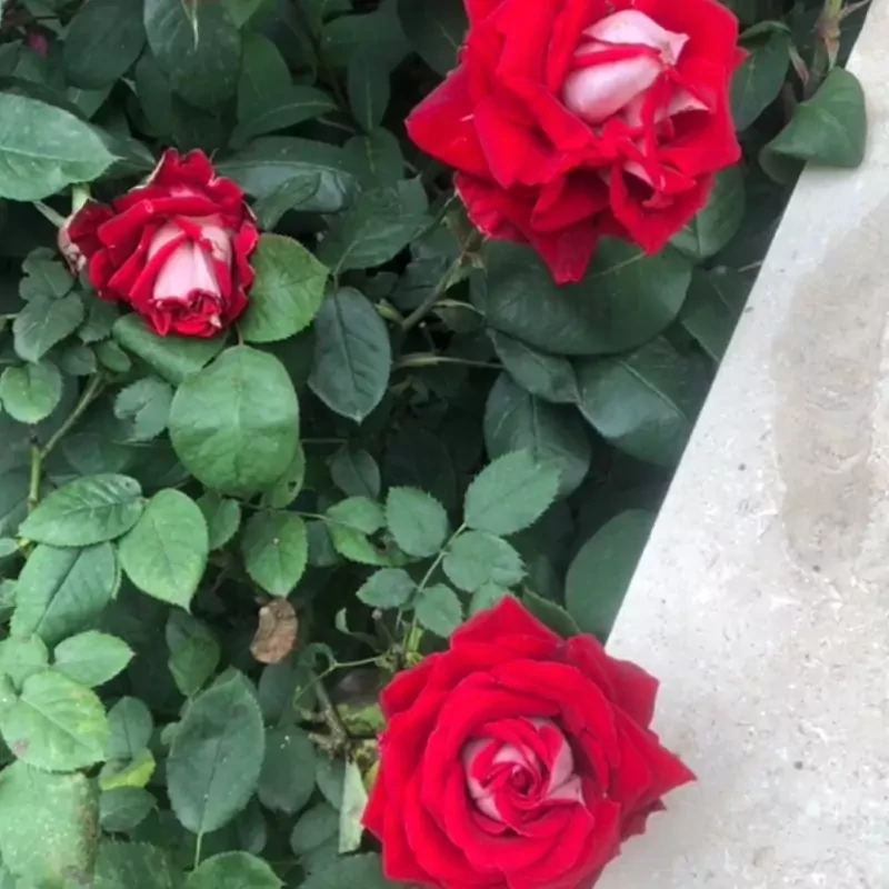 نهال رز  پشت نقره