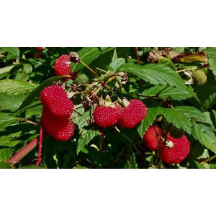 نهال رزبری ژله ای استرالیایی