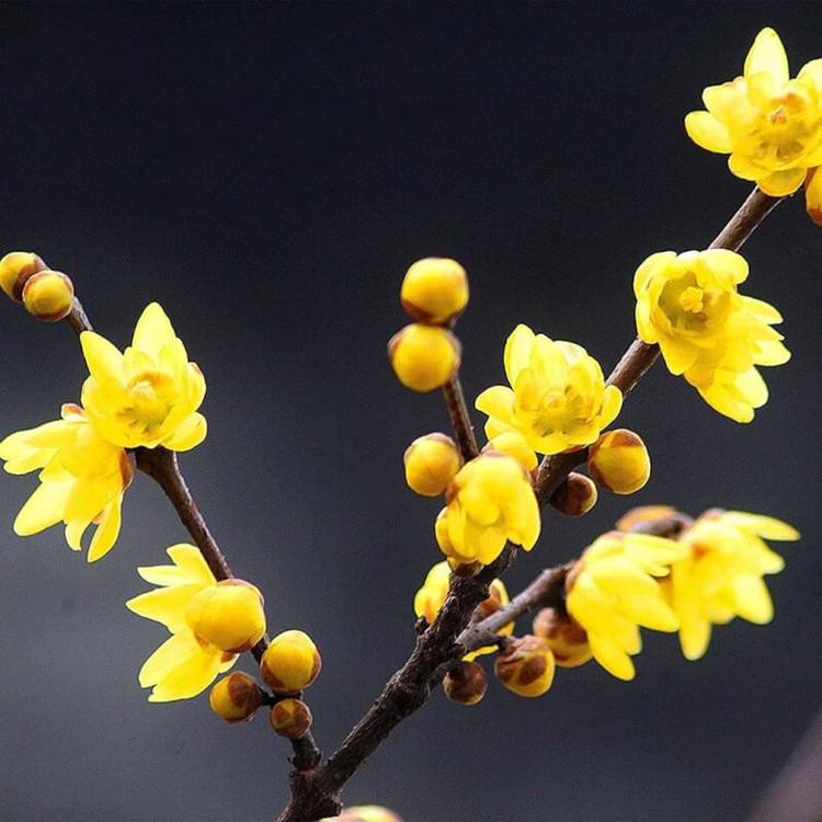 نهال درخت گل یخ (Wintersweet)
