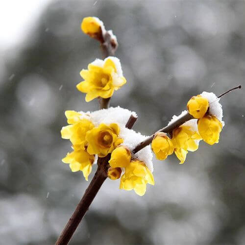 نهال درخت گل یخ (Wintersweet)