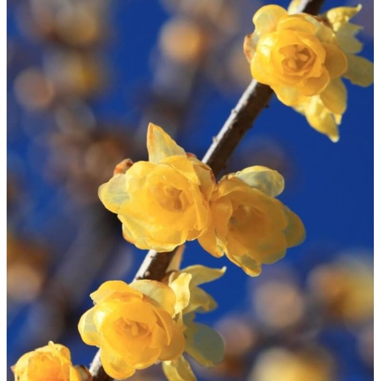 نهال درخت گل یخ (Wintersweet)