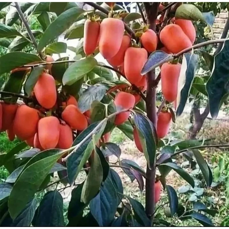 نهال خرمالو موزی