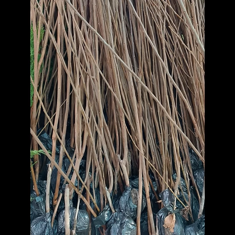 نهال خرمالو گوجه ای ریشه پرس