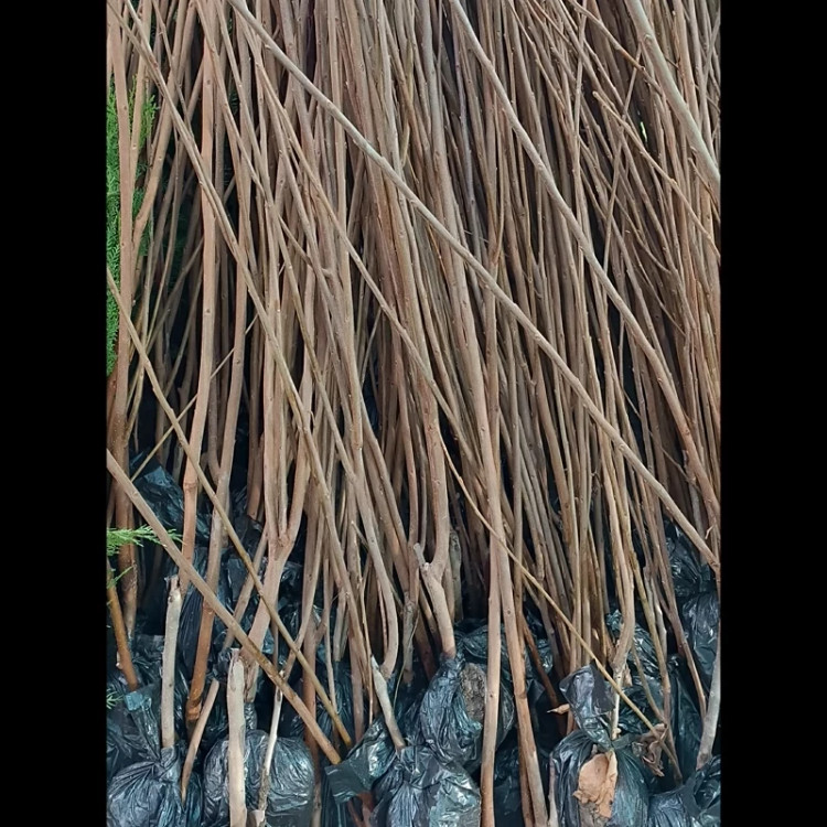 نهال خرمالو گوجه ای ریشه پرس