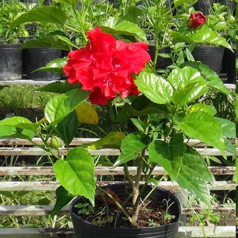 نهال گل ختمی چینی پرپر