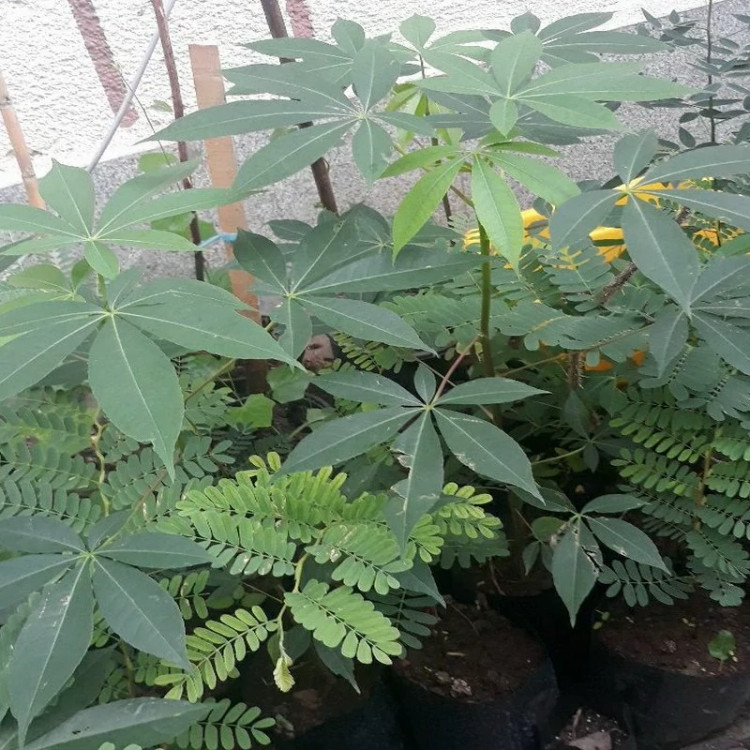 نهال خرمالو سبز