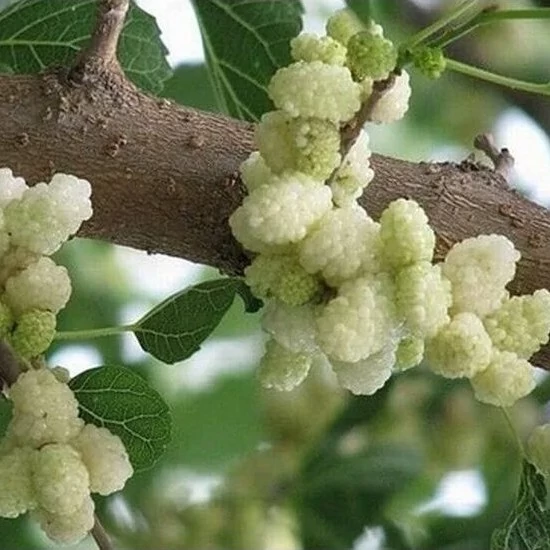 نهال توت هرات 2 ساله