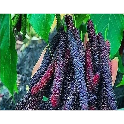 نهال توت موزی سیاه