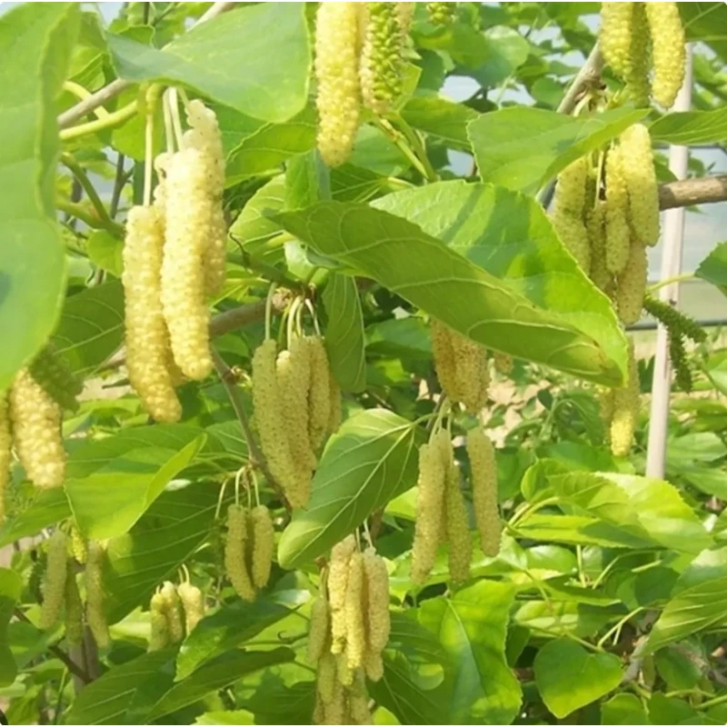 نهال توت موزی سفید