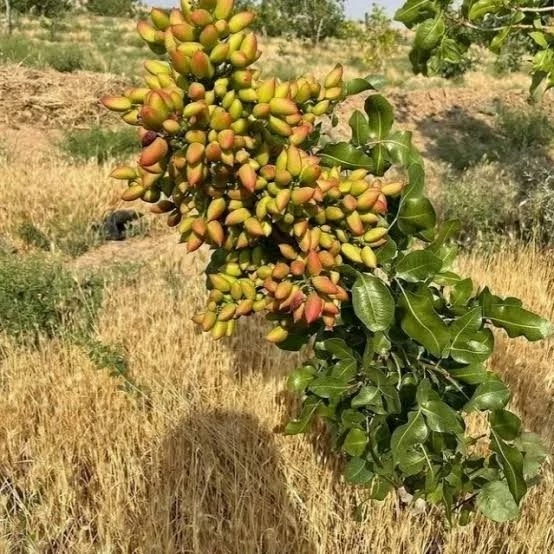 نهال پسته پیوندی سه ساله