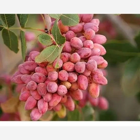 نهال پسته پیوندی یکساله
