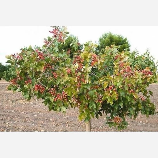 نهال پسته پیوندی سه ساله