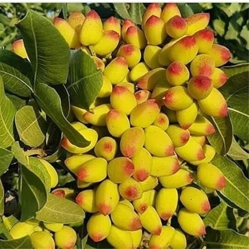 نهال پسته پیوندی یکساله