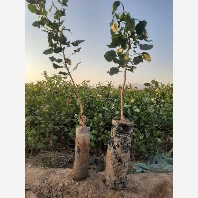 نهال پسته پیوندی سه ساله