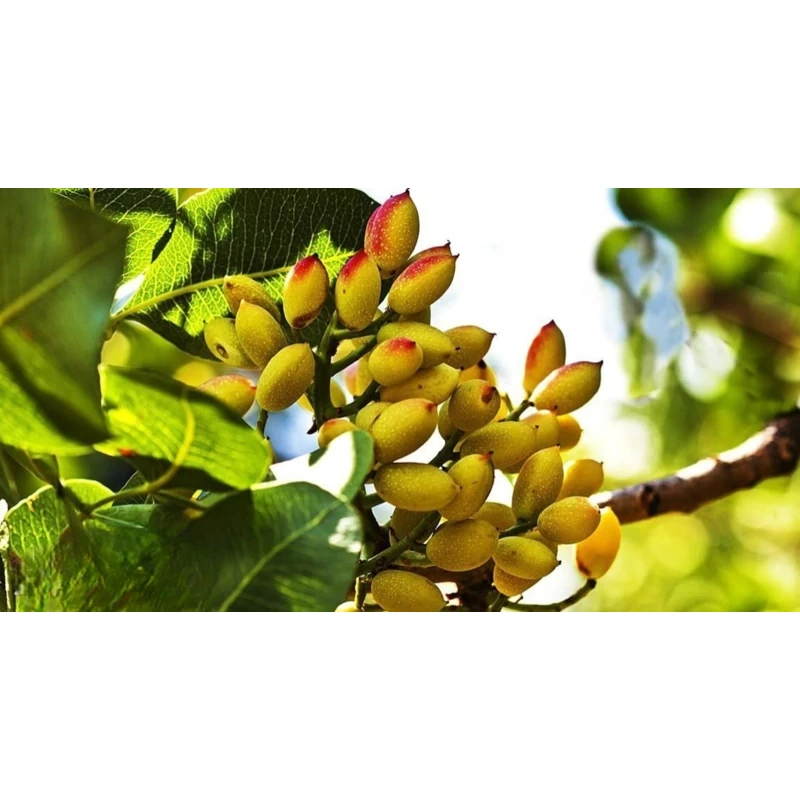 نهال پسته7ساله ucb1