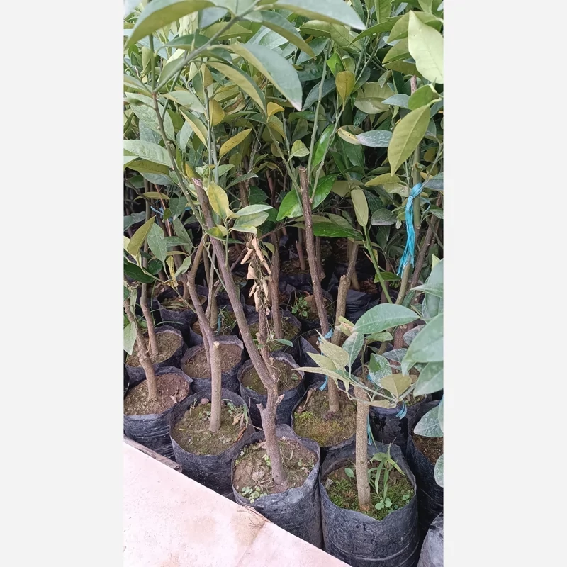 نهال پرتقال خونی مورو(تامسون خونی)