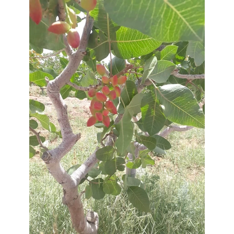 نهال پسته پیوندی احمداقایی یکساله
