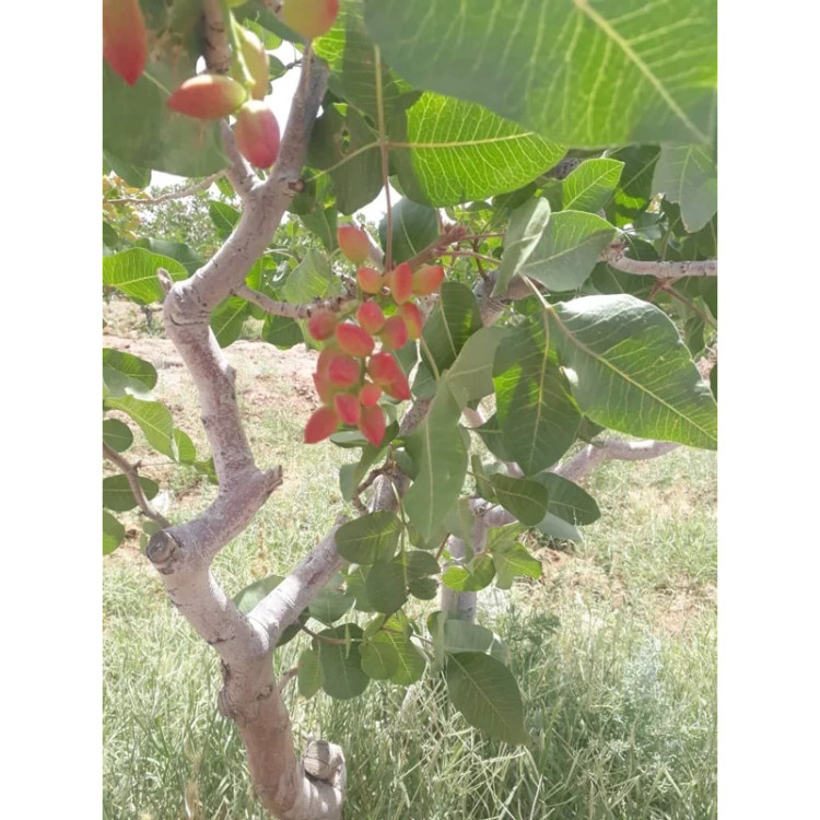 نهال پسته پیوندی احمداقایی یکساله