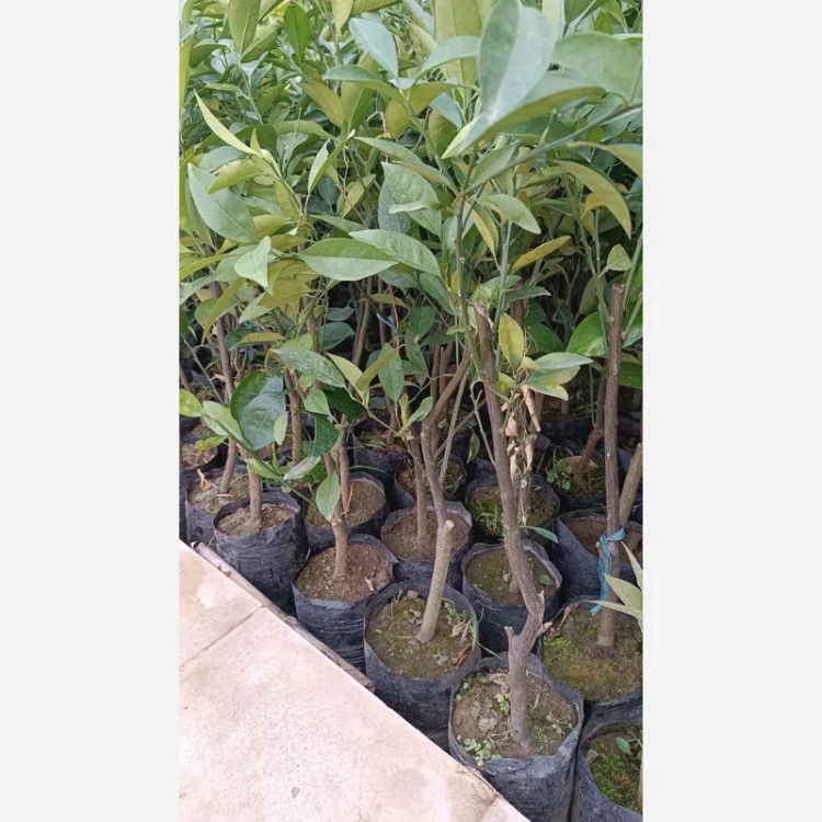 نهال پرتقال خونی مورو(تامسون خونی)