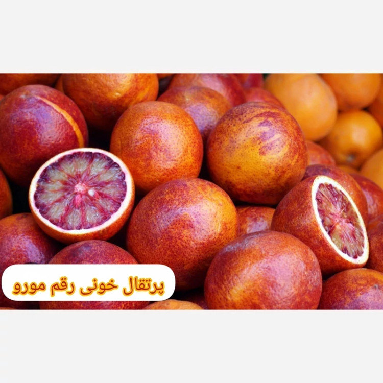 نهال پرتقال خونی مورو(تامسون خونی)