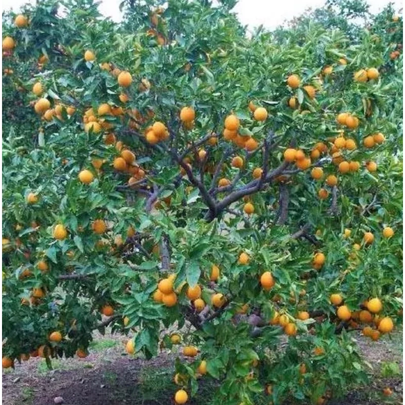 نهال پرتقال خونی