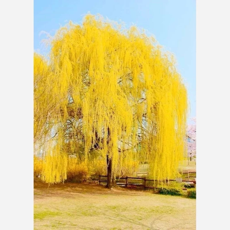 نهال بید مجنون زرد