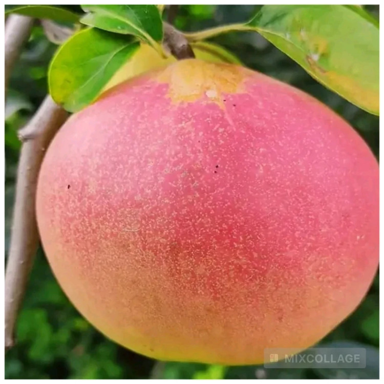 نهال به قرمز کمیاب