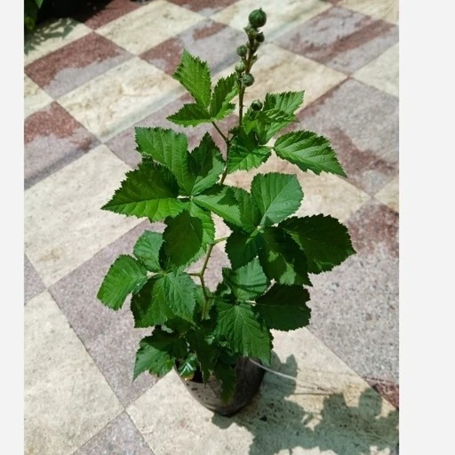 نهال بلک بری 3 فصل