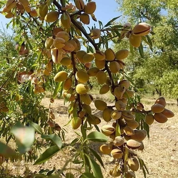نهال بادام کاغذی فرانسه