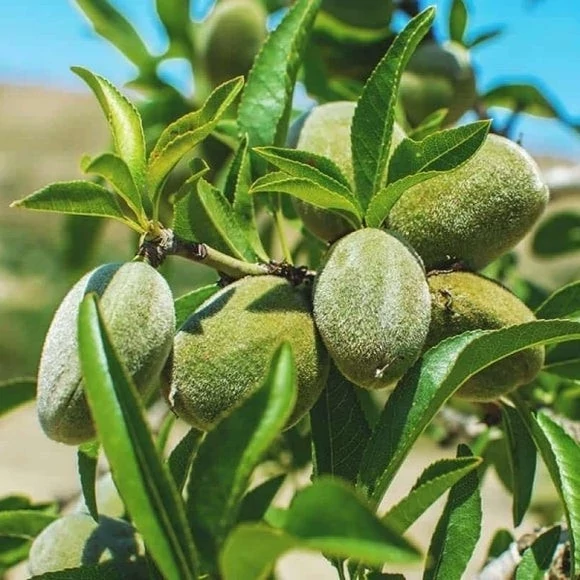 نهال بادام فرانیس دیرگل