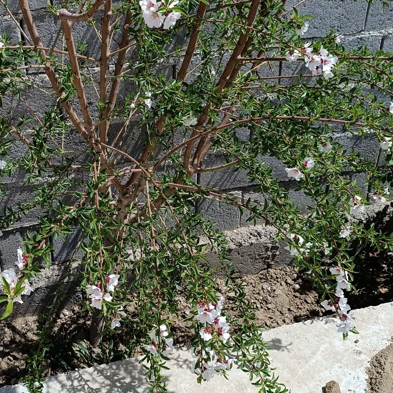 نهال بادام دیرگل آذر(نیمه کاغذی)