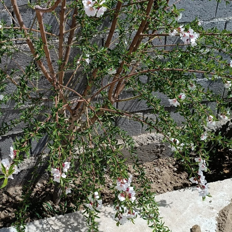 نهال بادام دیرگل آذر(نیمه کاغذی)