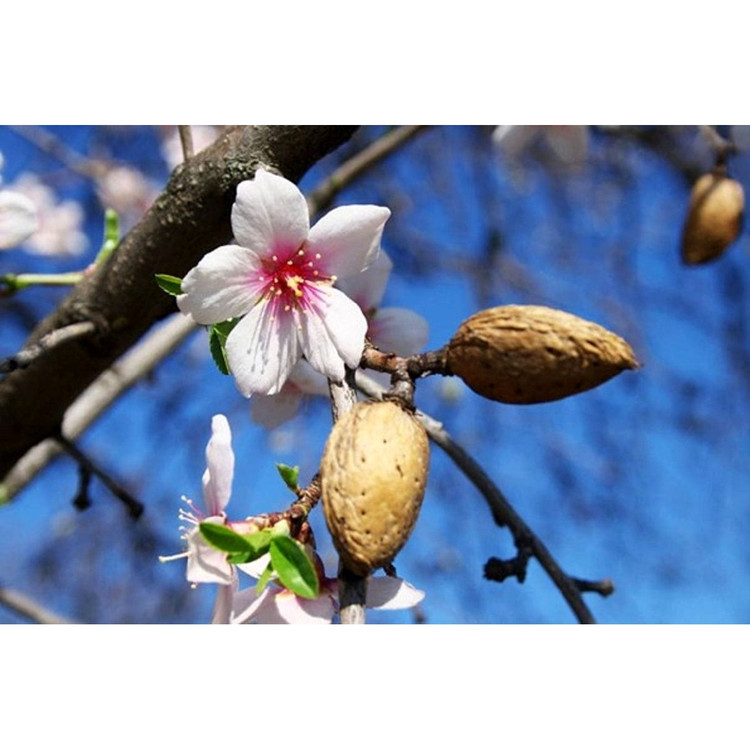 نهال بادام دیرگل آذر(نیمه کاغذی)