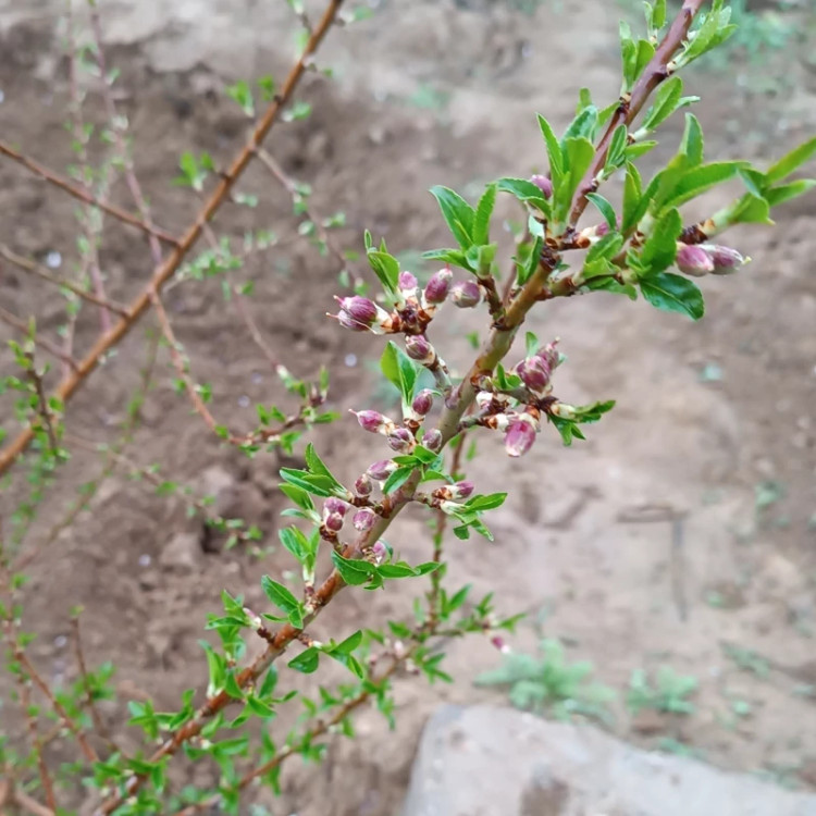 نهال بادام دیرگل آذر(نیمه کاغذی)