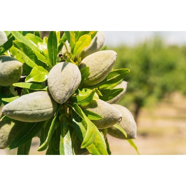 نهال بادام دیرگل آذر(نیمه کاغذی)