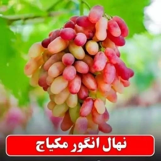 نهال انگور مکیاج