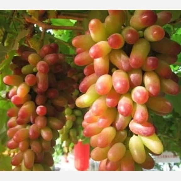 نهال انگور مکیاج