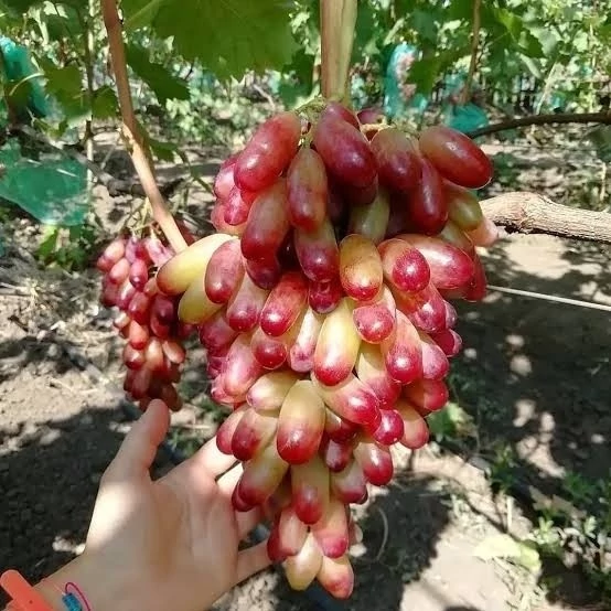 نهال انگور مکیاج