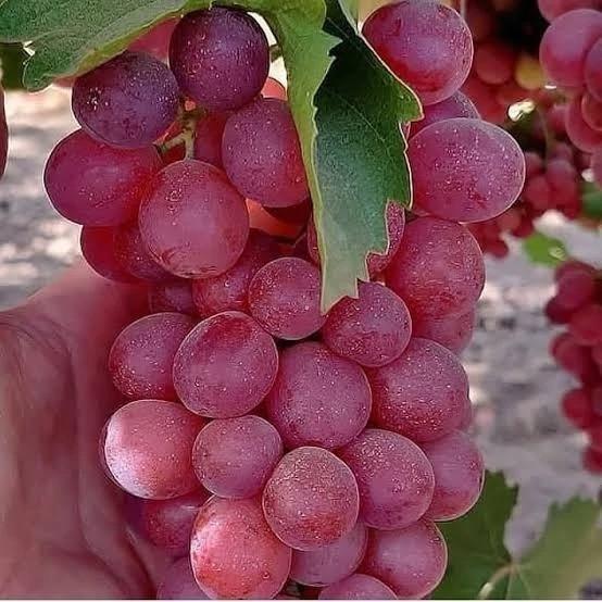 نهال انگور قرمز بی دانه
