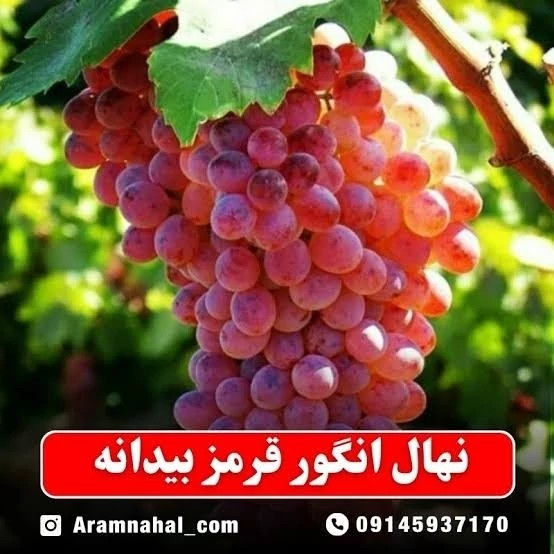 نهال انگور قرمز بی دانه