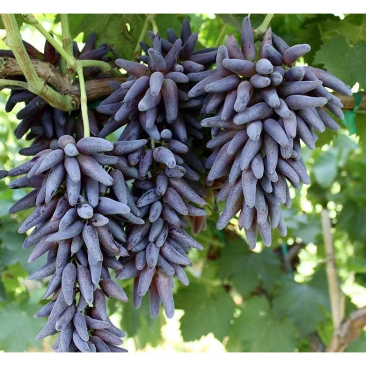 نهال انگور شمشیری