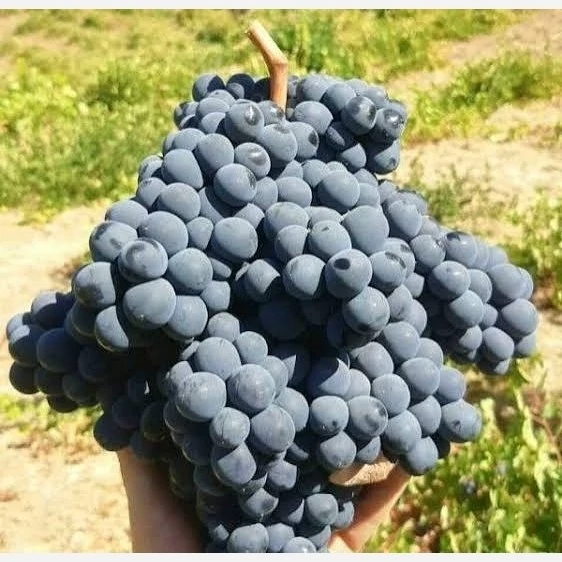 نهال انگور شرابی