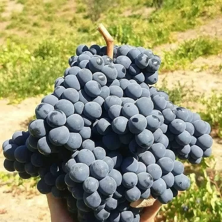 نهال انگور سردشت 2 ساله