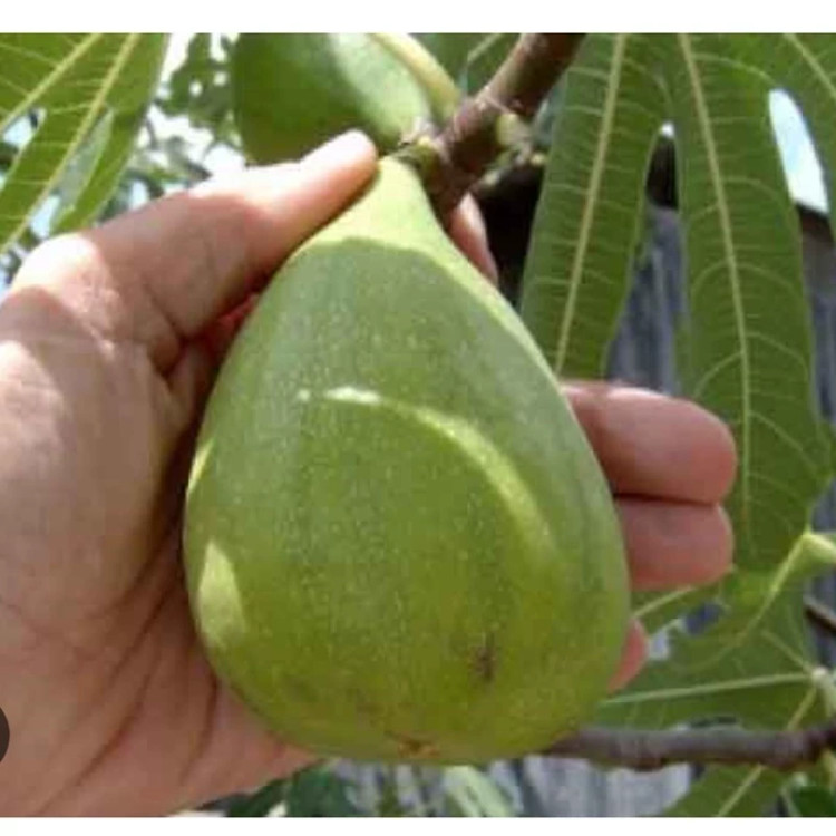نهال انجیر گلابی نایلکسی ریشه پرس