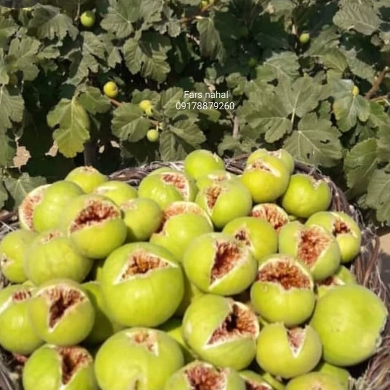 نهال انجیر زرد