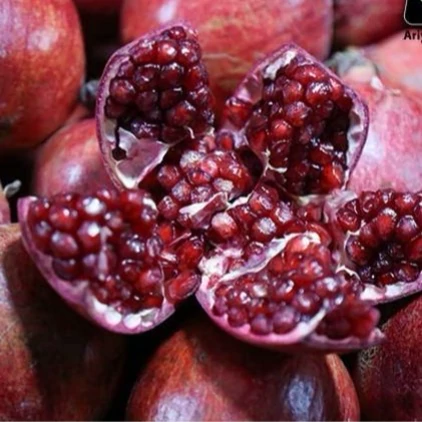 نهال انار واندرفول 2 ساله