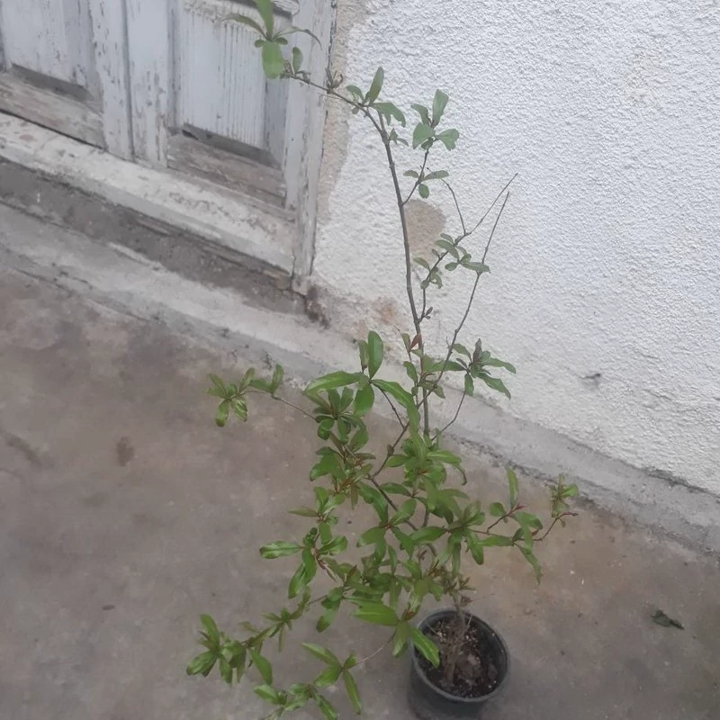 نهال انار درشت وشیرین اسرائیلی یکساله