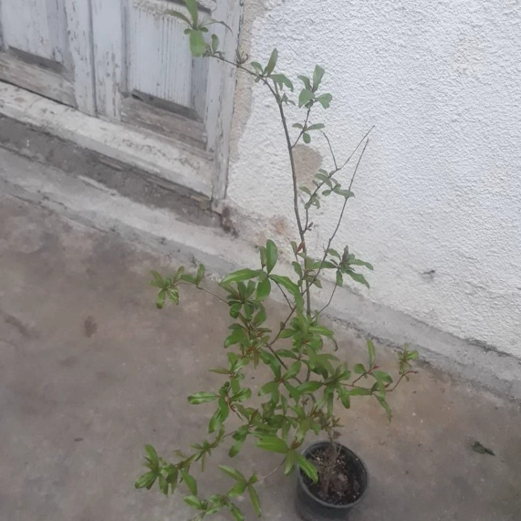 نهال انار درشت وشیرین اسرائیلی یکساله