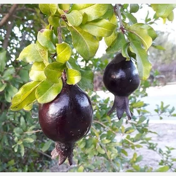 نهال انار پوست سیاه